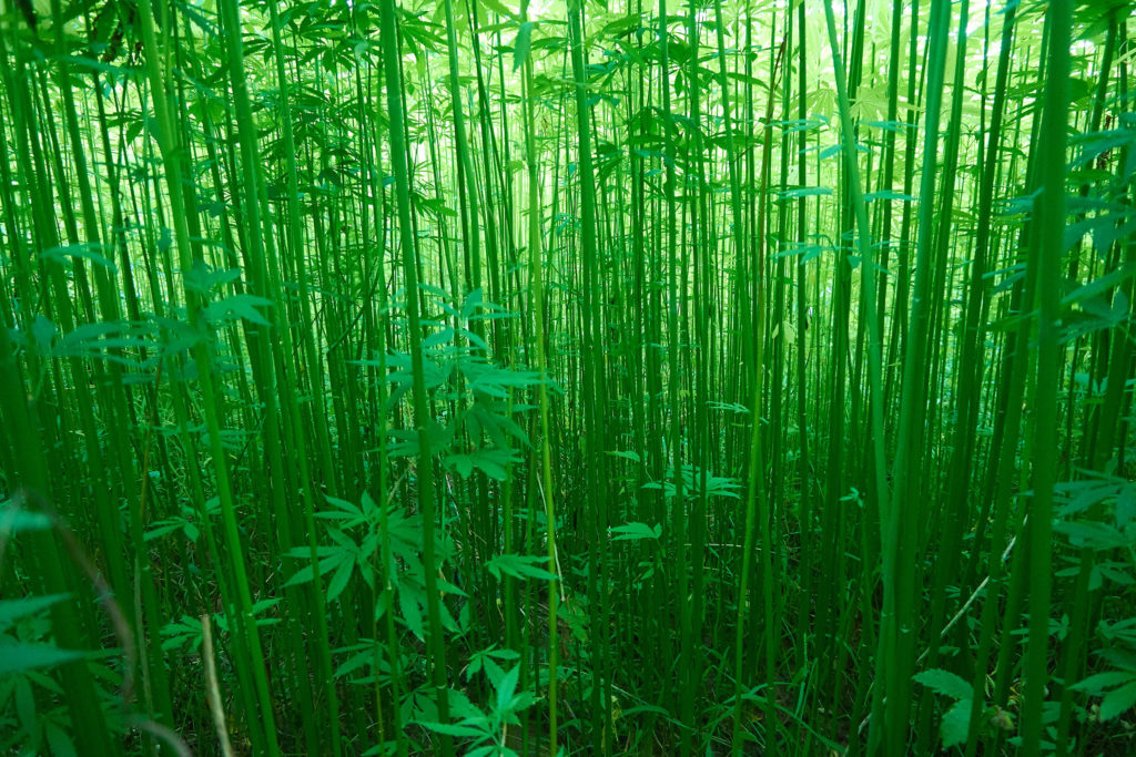 A field of hemp plants