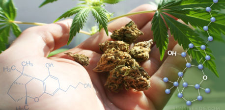 De chemische structuur van cannabicyclol, cannabisknoppen in de palm van een hand en cannabisbladeren