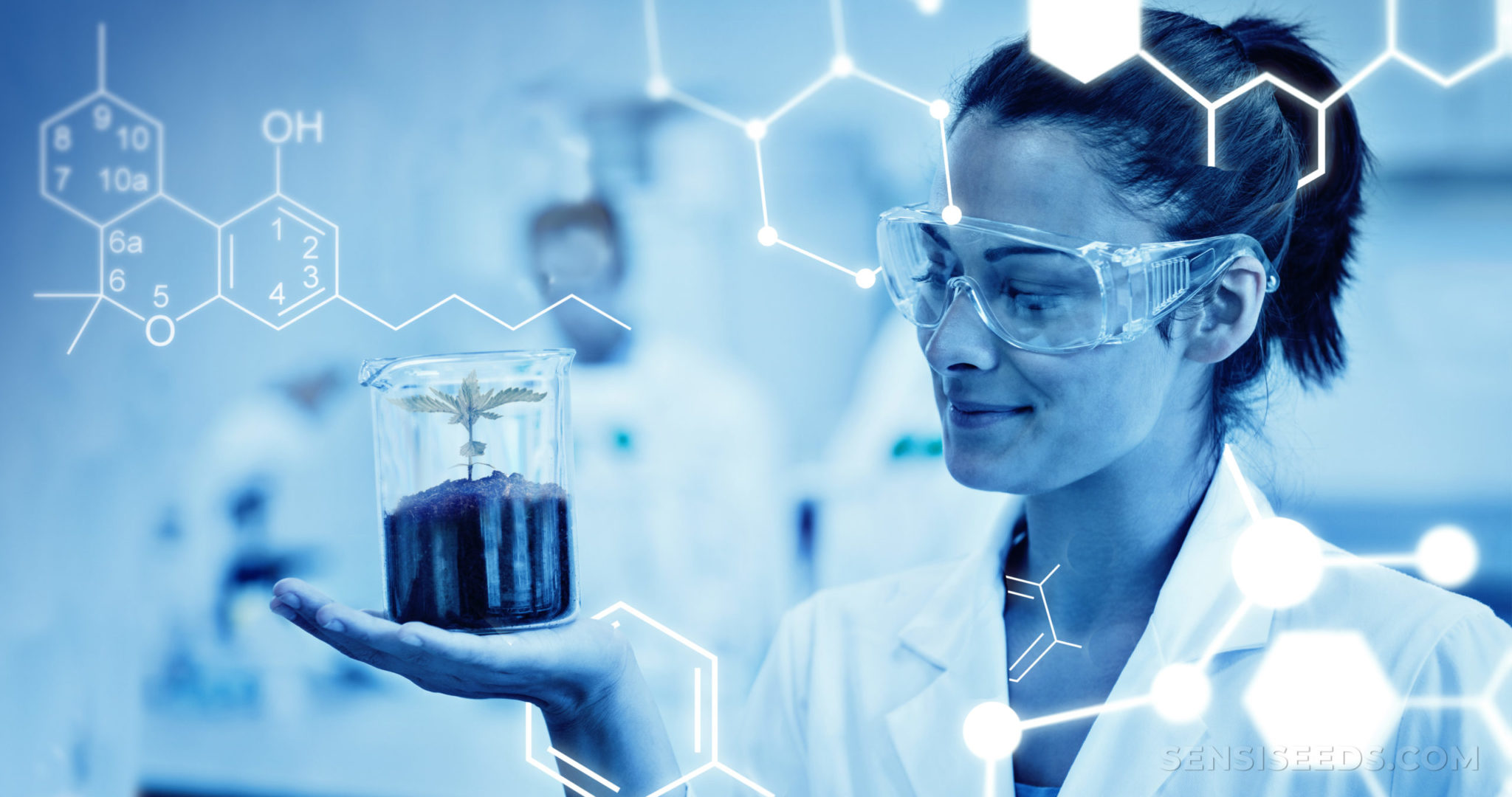 Das Cannabinoid-Einmaleins: was ist Cannabinol (CBN)? - Sensi Seeds