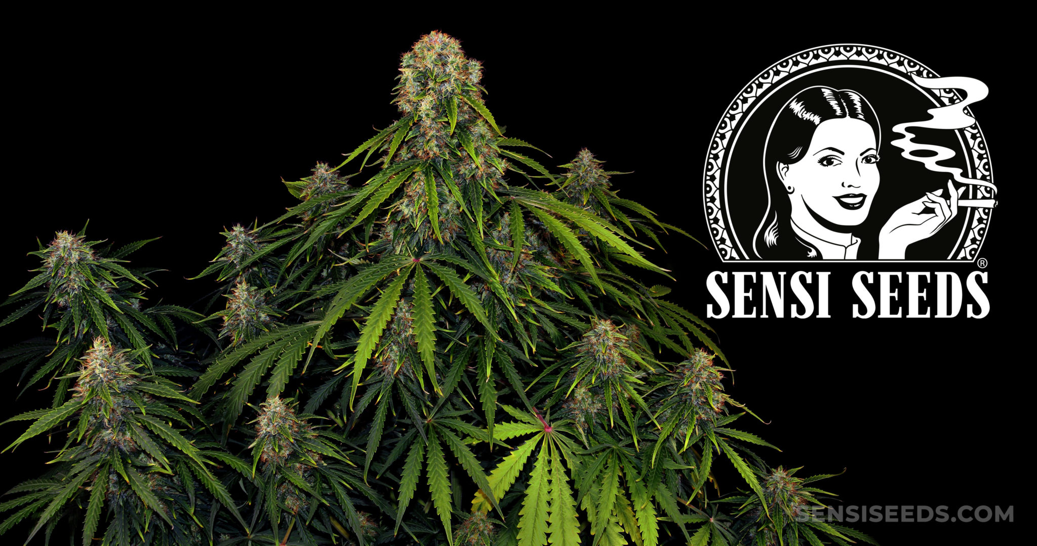 Cannabis Grow Report: Sensi Seeds Sensi Skunk Automatic - Sensi Seeds