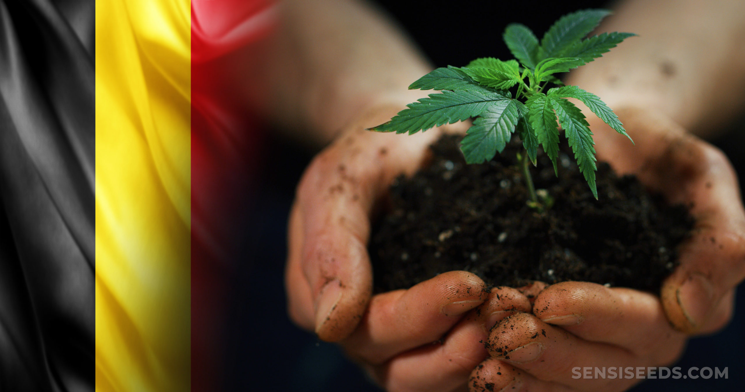 The Belgian flag and a person holding a cannabis plant in their hands