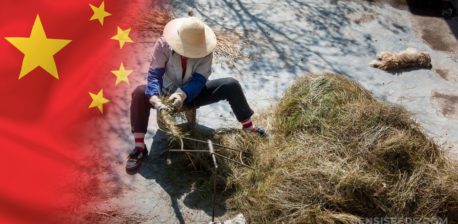 The Chinese flag and a woman harvesting hemp