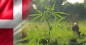 Cannabis In Denmark – Laws, Practices And Other Info - Sensi Seeds