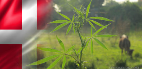 The Danish flag and a cannabis plant