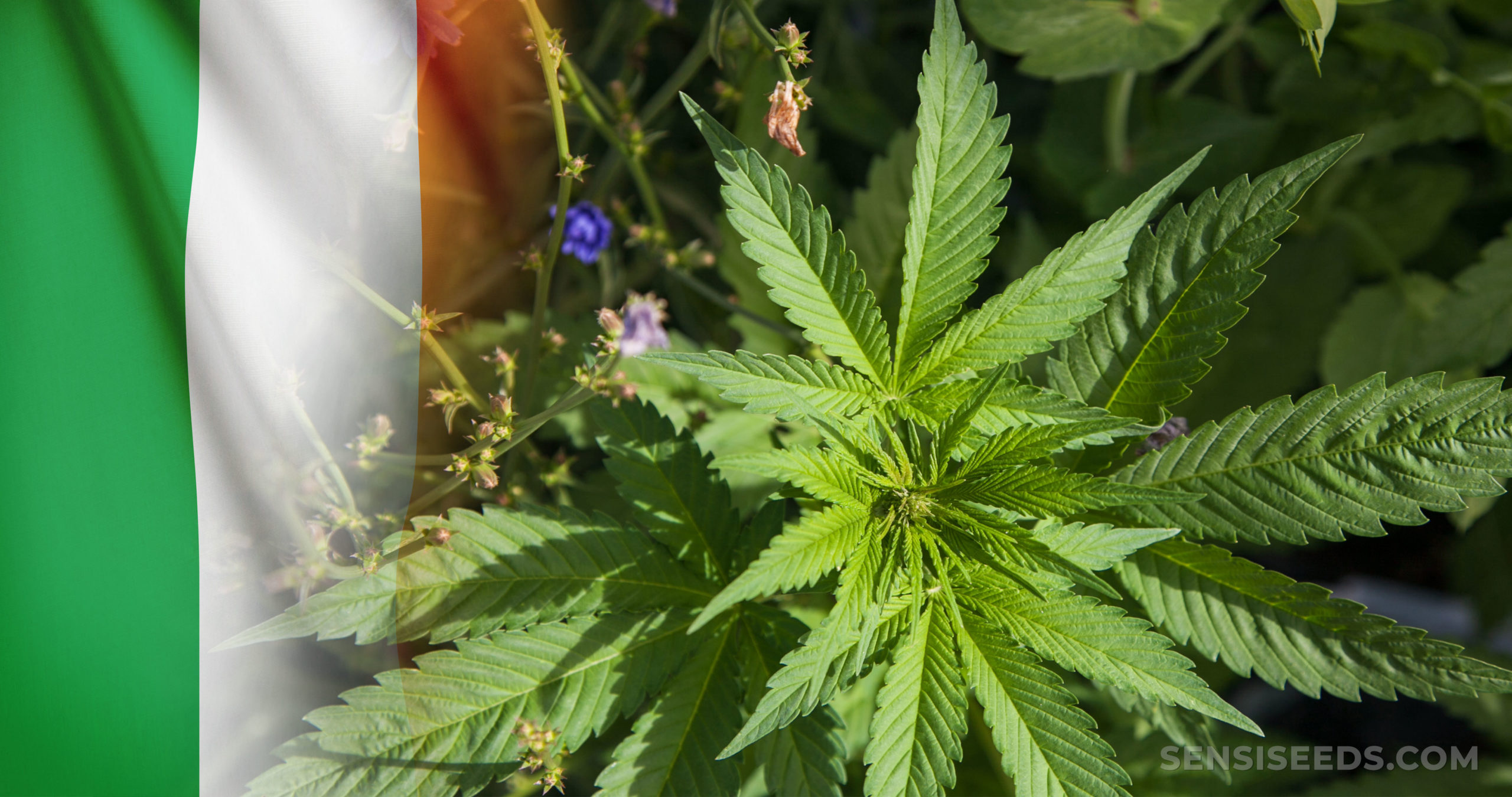 The Irish flag and a cannabis plant