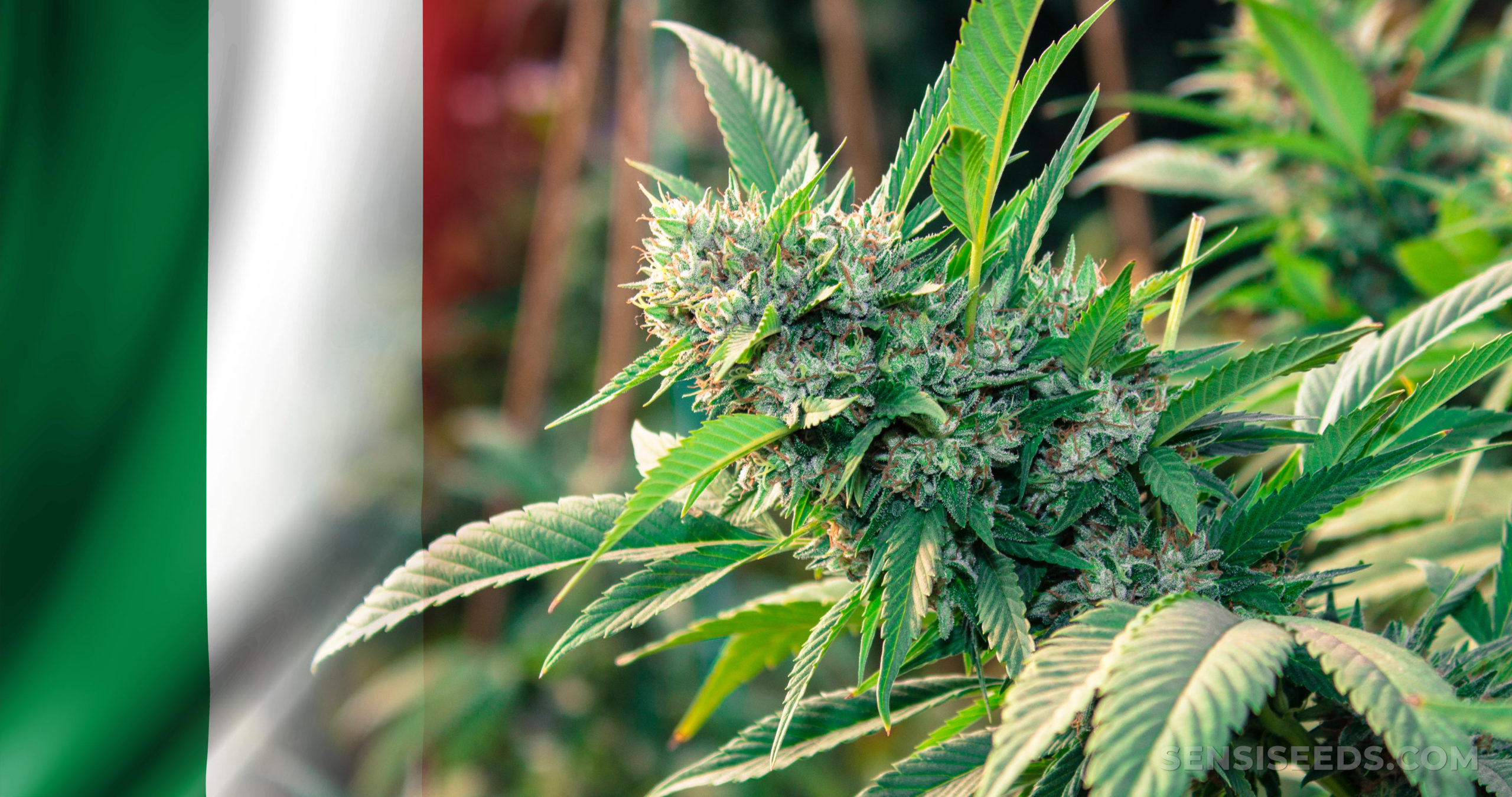 The Italian flag and a cannabis plant