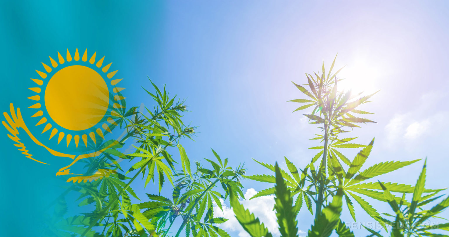 Cannabis in Kazakhstan Laws, History, Attitudes and Other Info