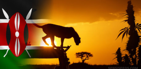 The Kenyan flag and the silhouette of a monkey and a cannabis plant