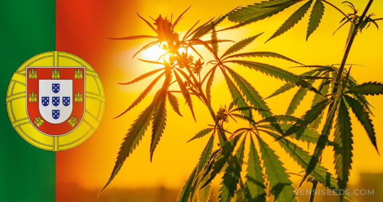 Cannabis in Portugal Gesetze, Konsum und weitere Infos Sensi Seeds