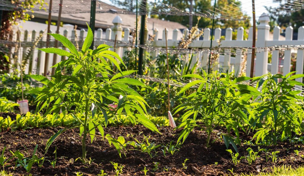 Plantas de cannabis que crecen en el jardín.