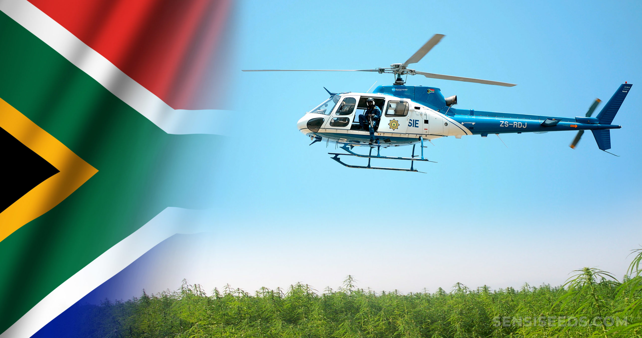 The South African flag and a police helicopter flying over a cannabis field