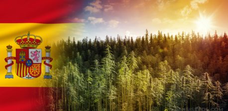 The Spanish flag and a field of hemp plants in front of a sunset