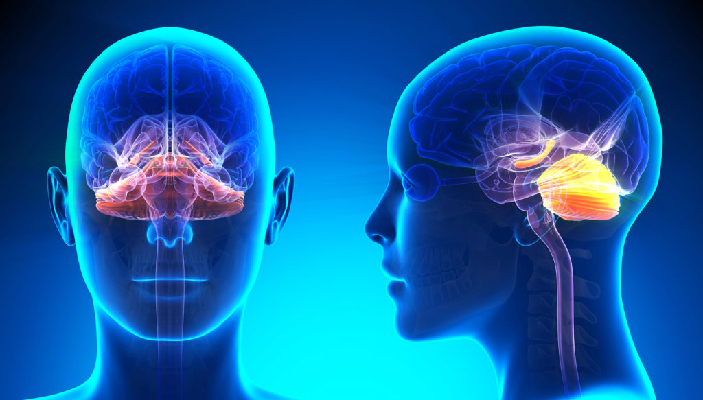 Two blue x-rays with different parts of the brain highlighted