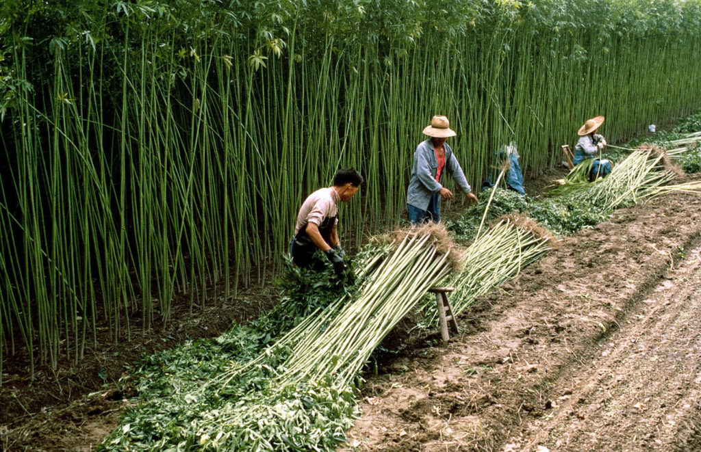 Farmers harvesting hemp plants