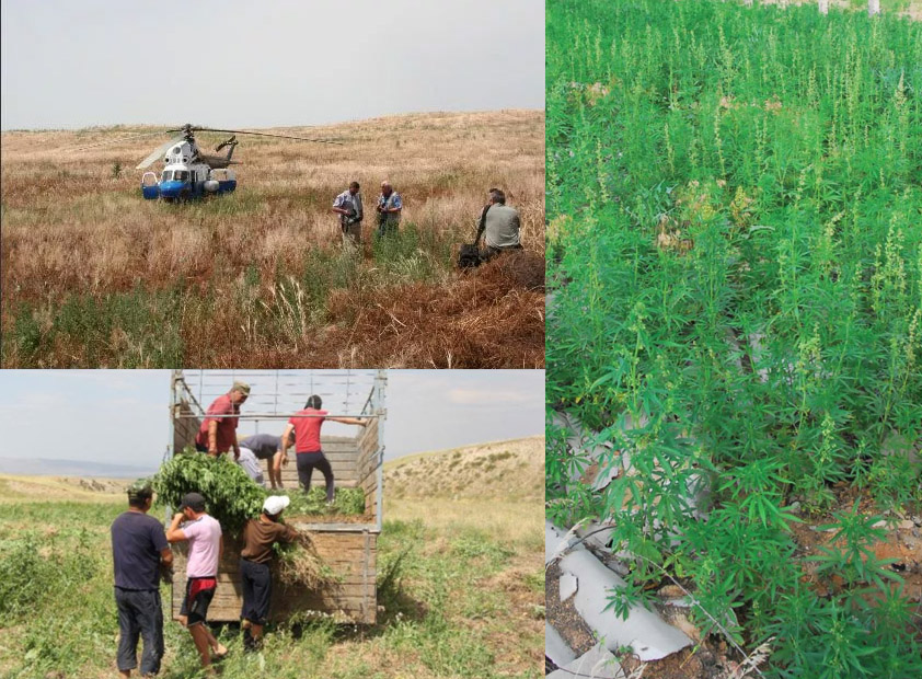 Farmers harvesting cannabis from a field