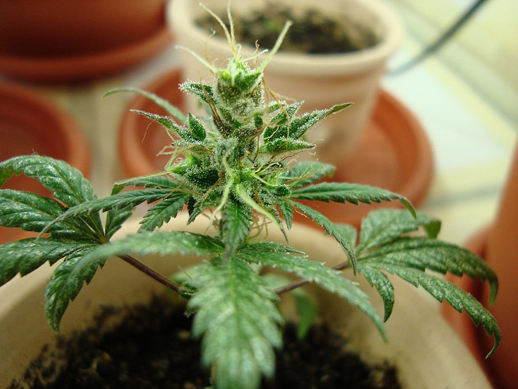 An autoflowering cannabis plant sprouting from a pot