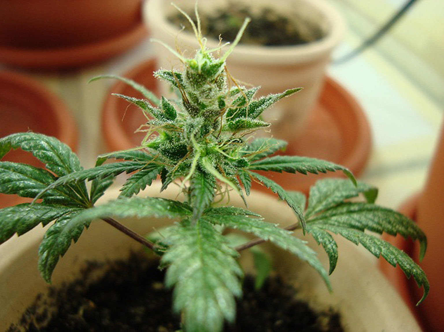 FAQ cannabis à autofloraison : 7 faits à connaître - Sensi Seeds