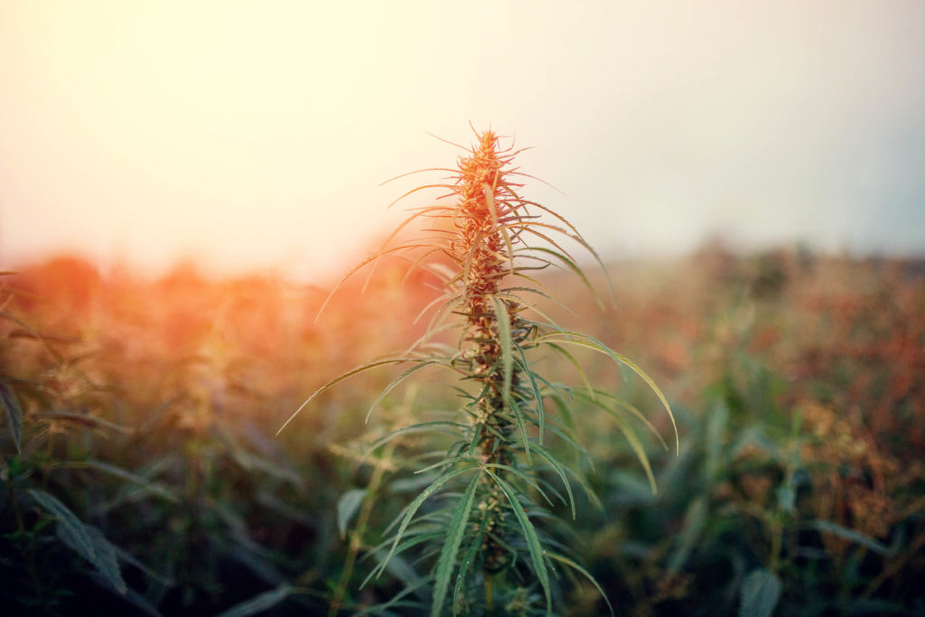 A field of hemp plants with an orange glow from the sun