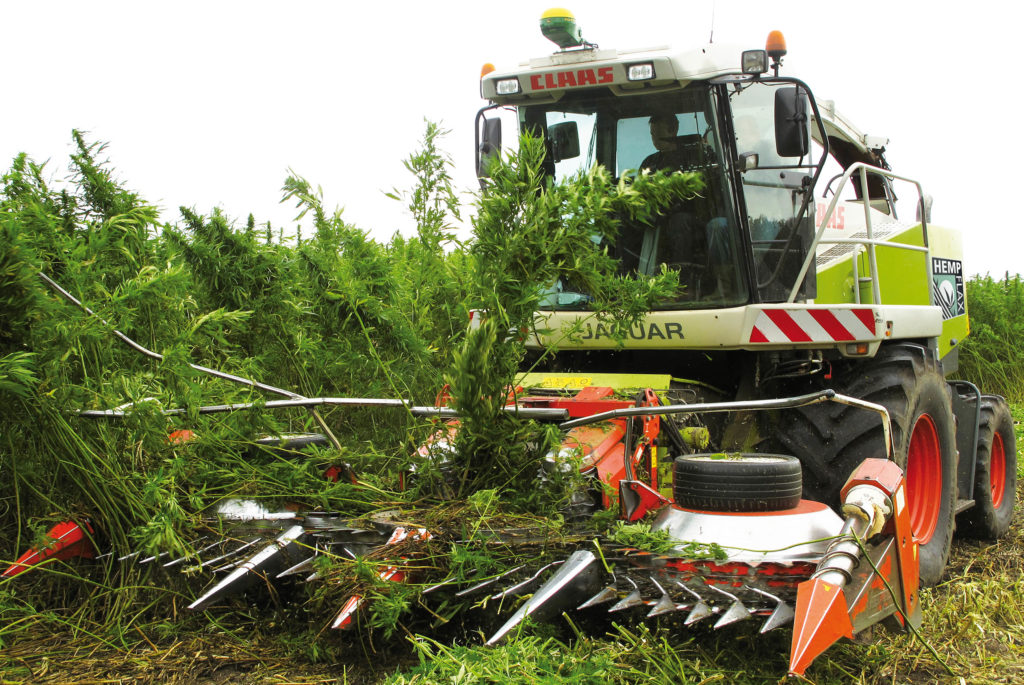 Een tractor oogstende hennepplanten