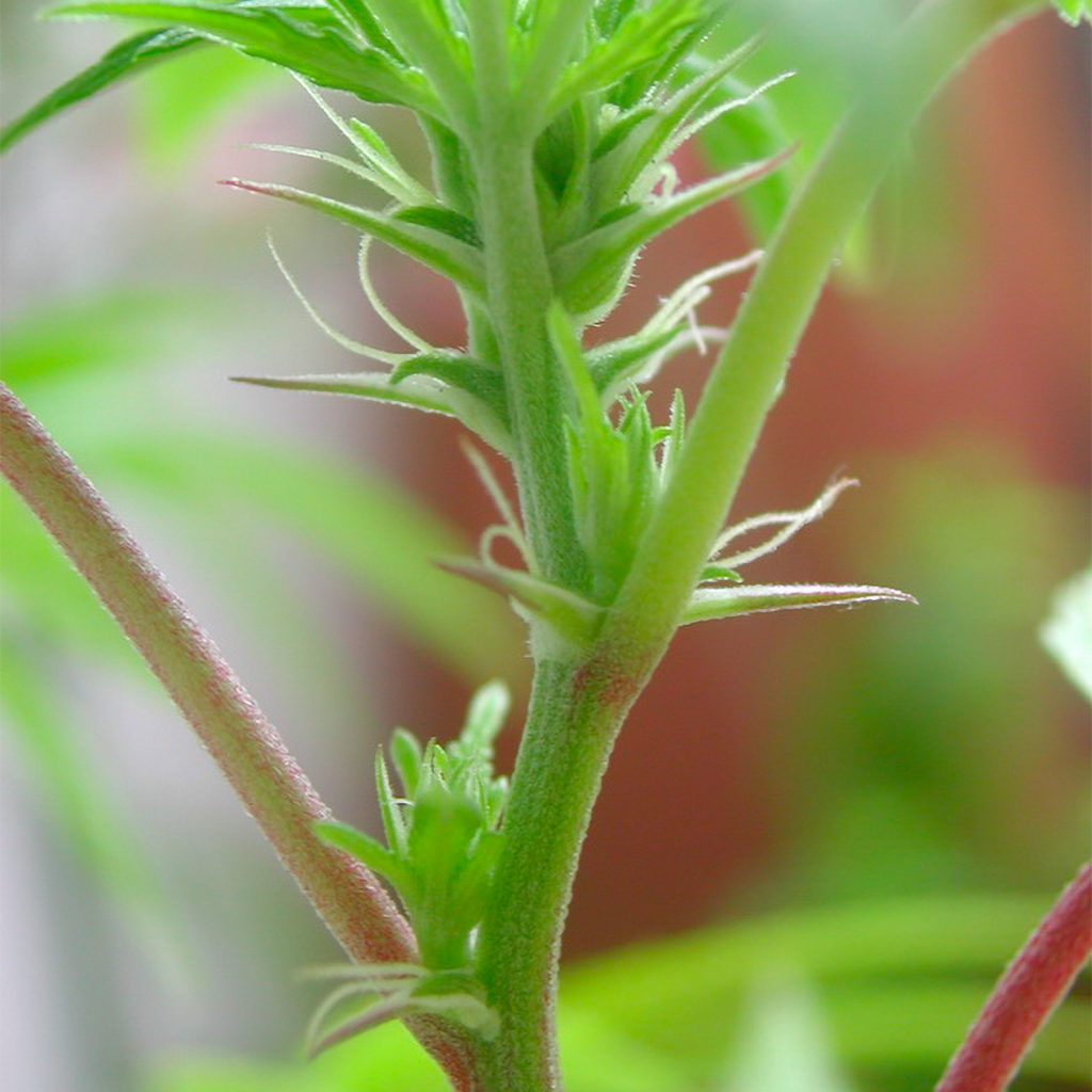 Una planta de cannabis femenina