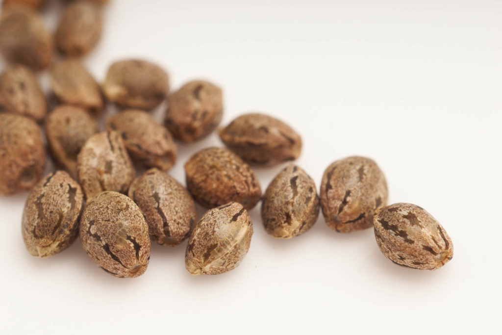 A scattering of brown cannabis seeds against a white background