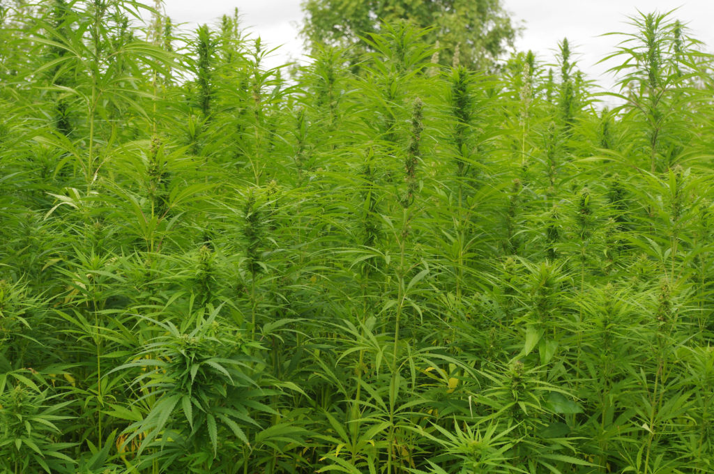 A field of hemp plants