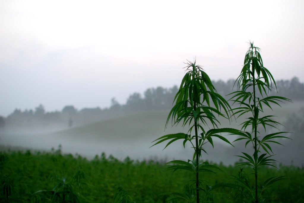 A hemp field with two plants growing taller