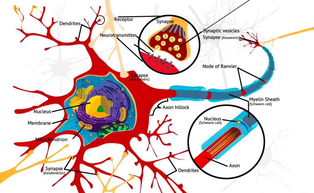 Illustration of glutamatergic signalling