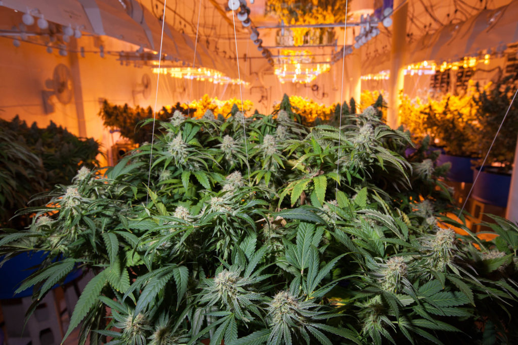 Cannabis plants growing inside with orange overheard lights