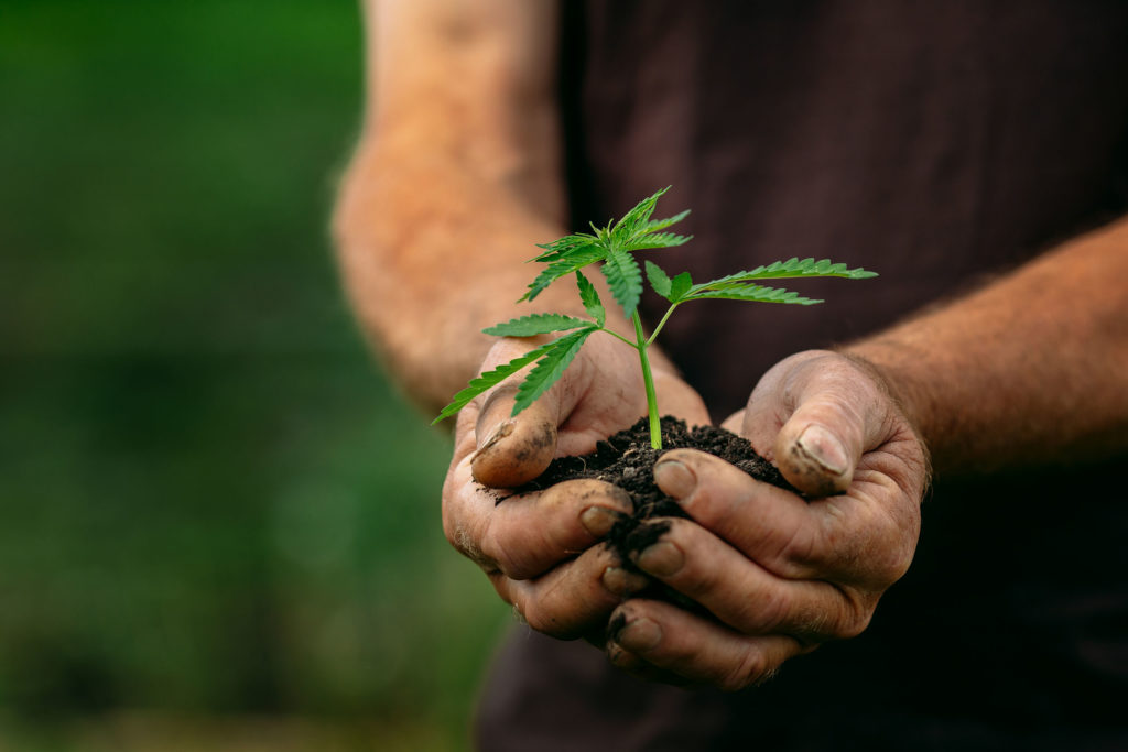 A person holding a small cannabis plant and soil in his hands