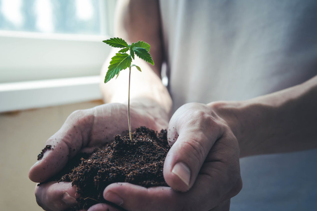 A person holding a small cannabis plant in soil in their hands