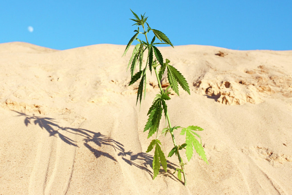 A cannabis plant growing in the sand