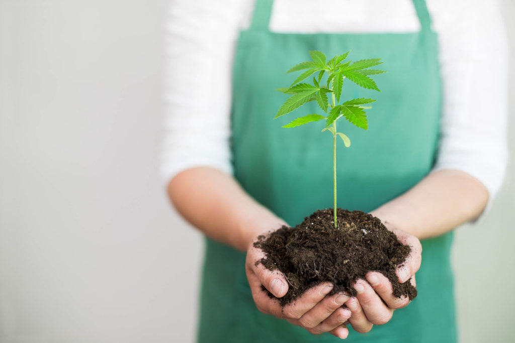 A person wearing an apron holding some soil with a cannabis plant growing out of it