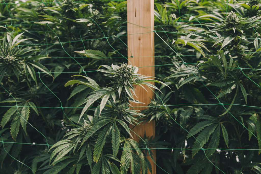 A cannabis plant growing behind a wire fence