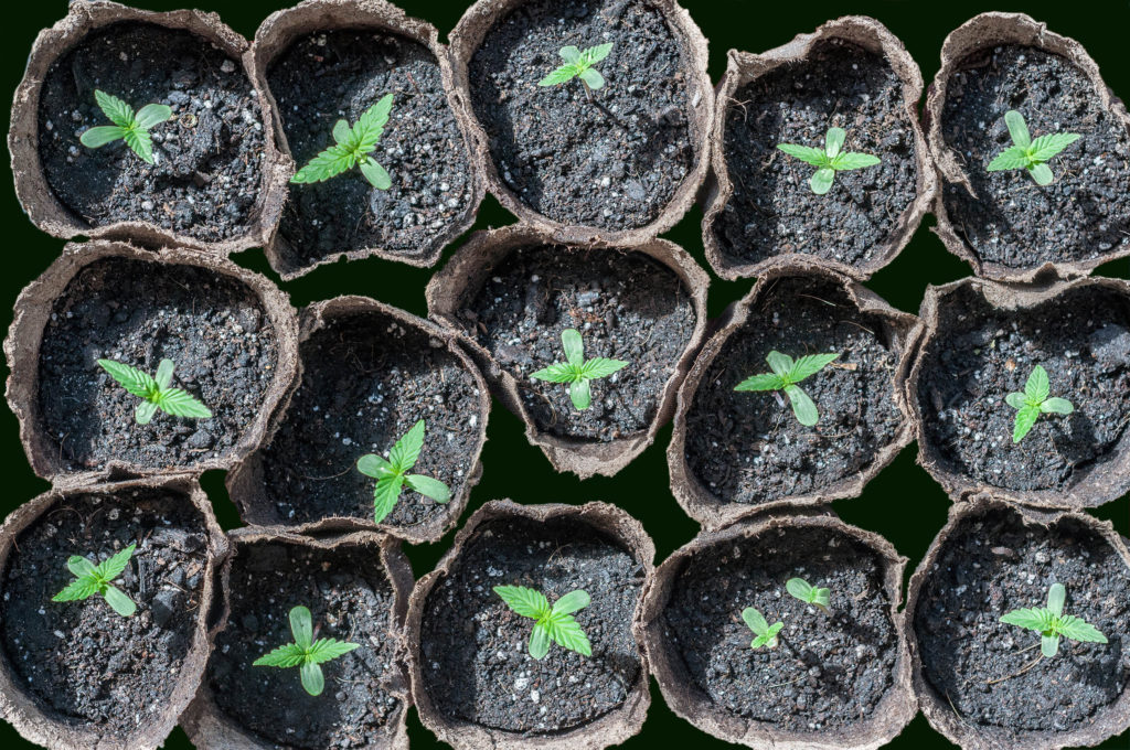 Small cannabis plants growing in little round pots