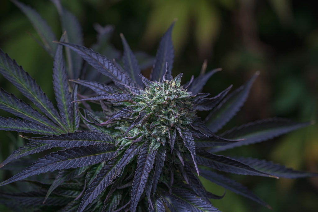 A cannabis plant with purple leaves