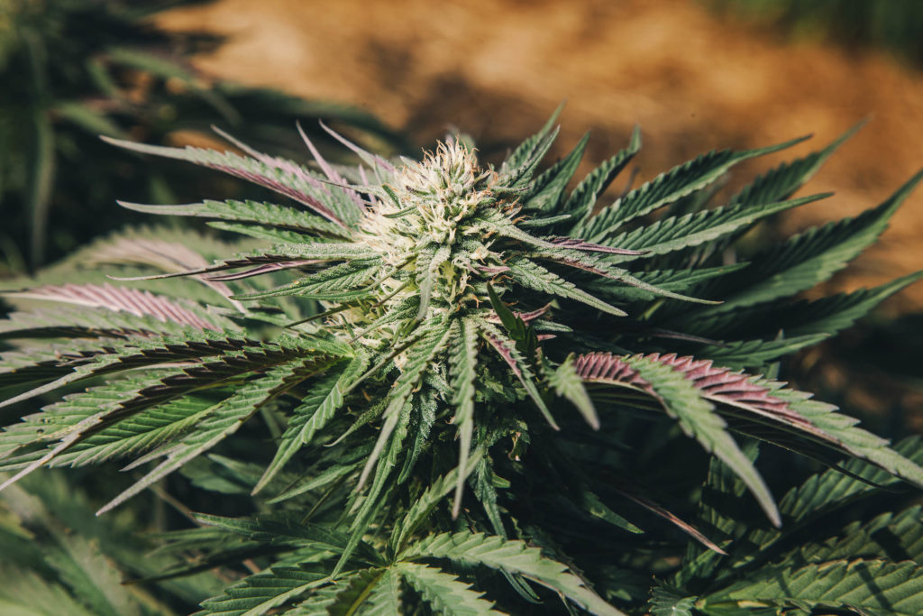 A cannabis plant with purple leaves