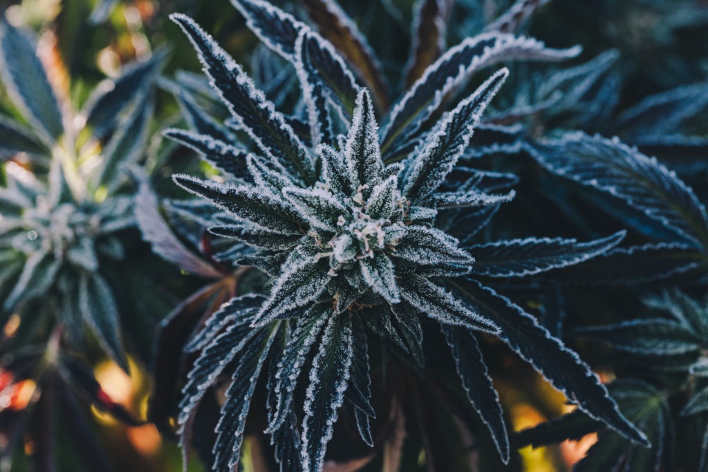 A dark green cannabis plant