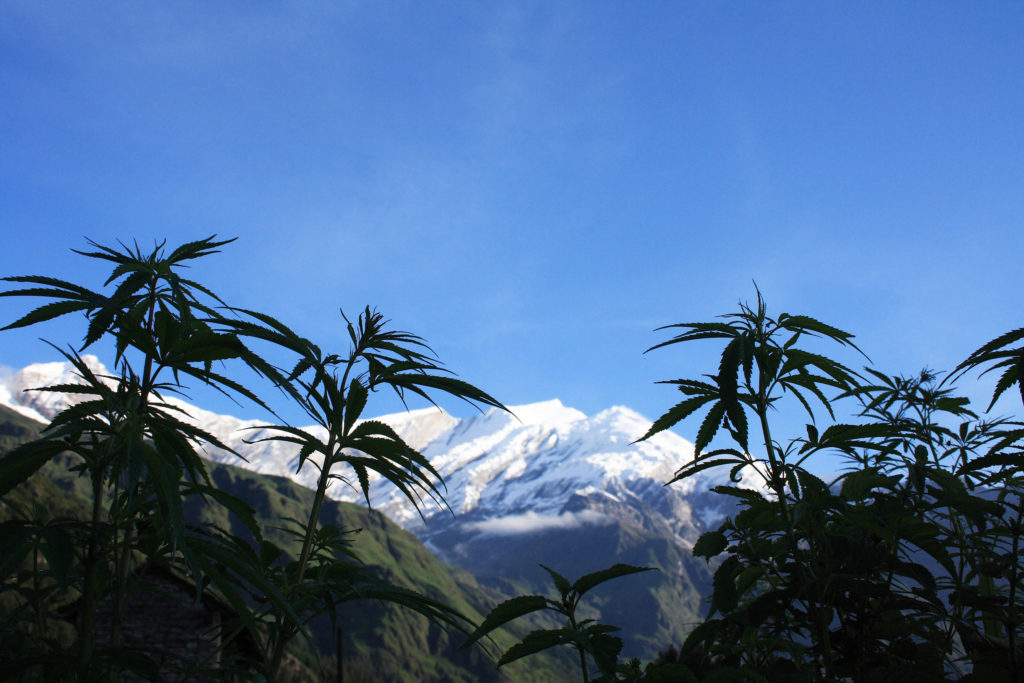 Cannabis plants growing in front of snow-topped mountains