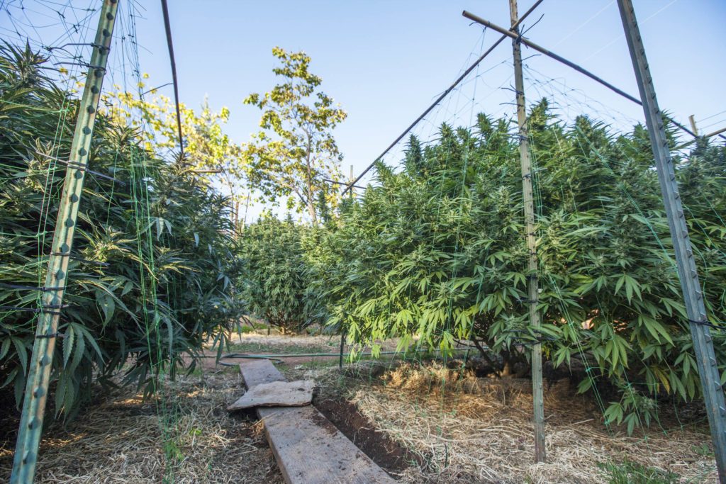 Cannabis planten groeien buiten onder prikkeldraad hekken