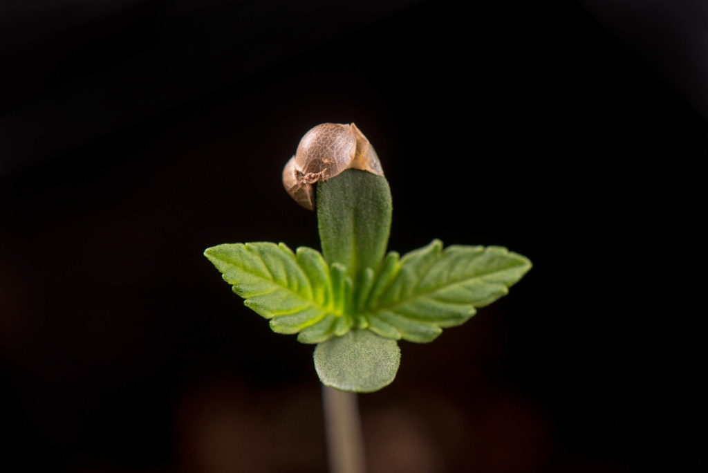 A cannabis plant just sprouting