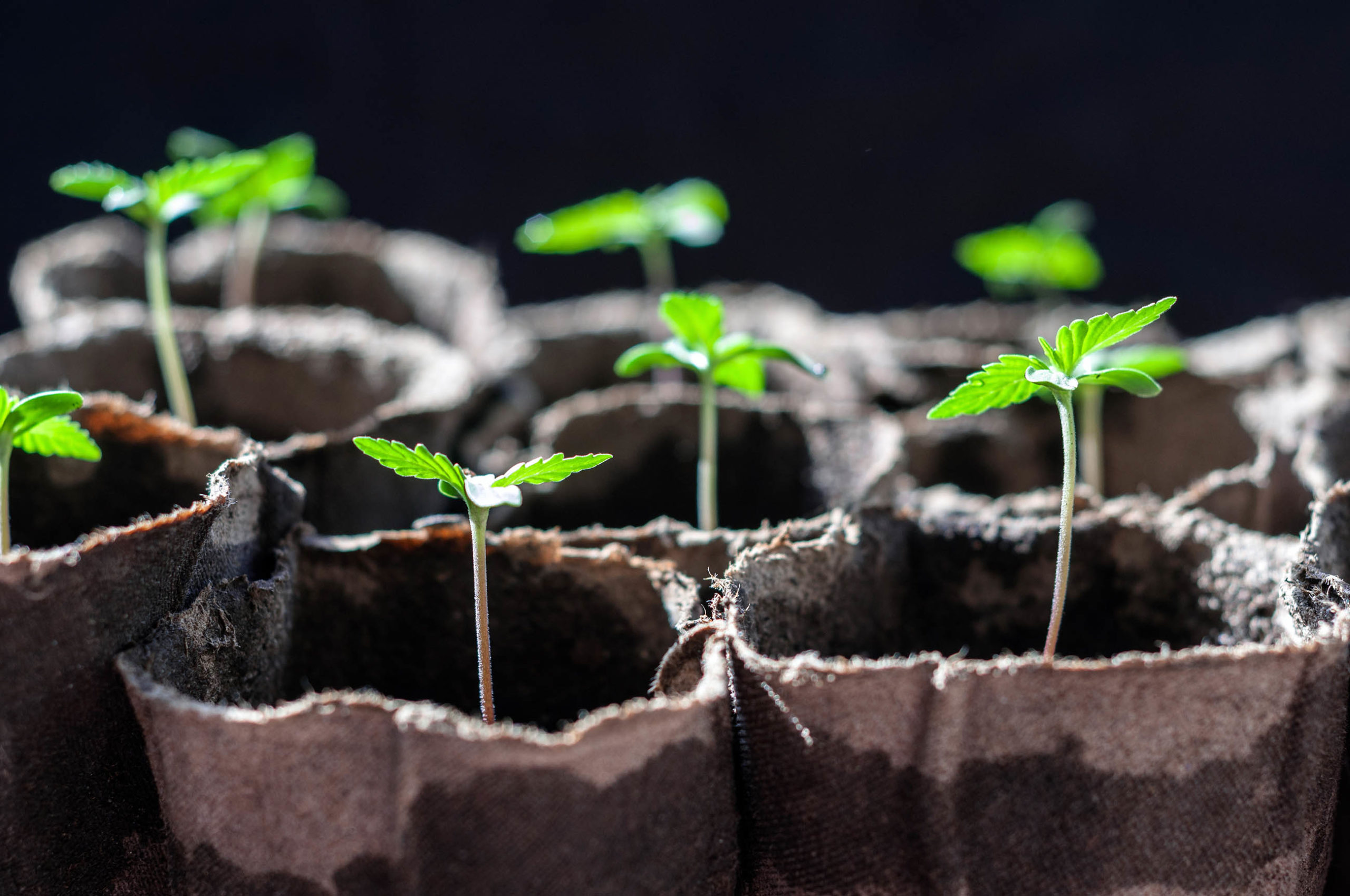 Small cannabis plants growing in little sacks