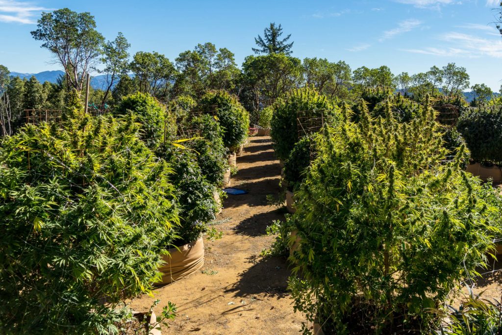 Cannabis plants growing outside