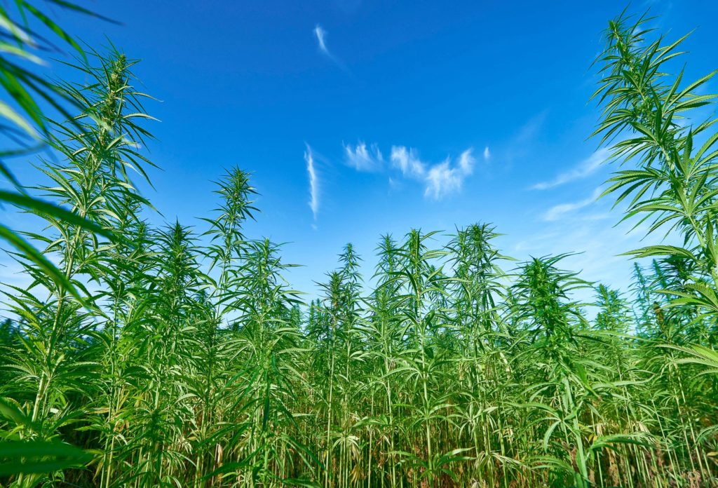 A field of hemp and a blue sky