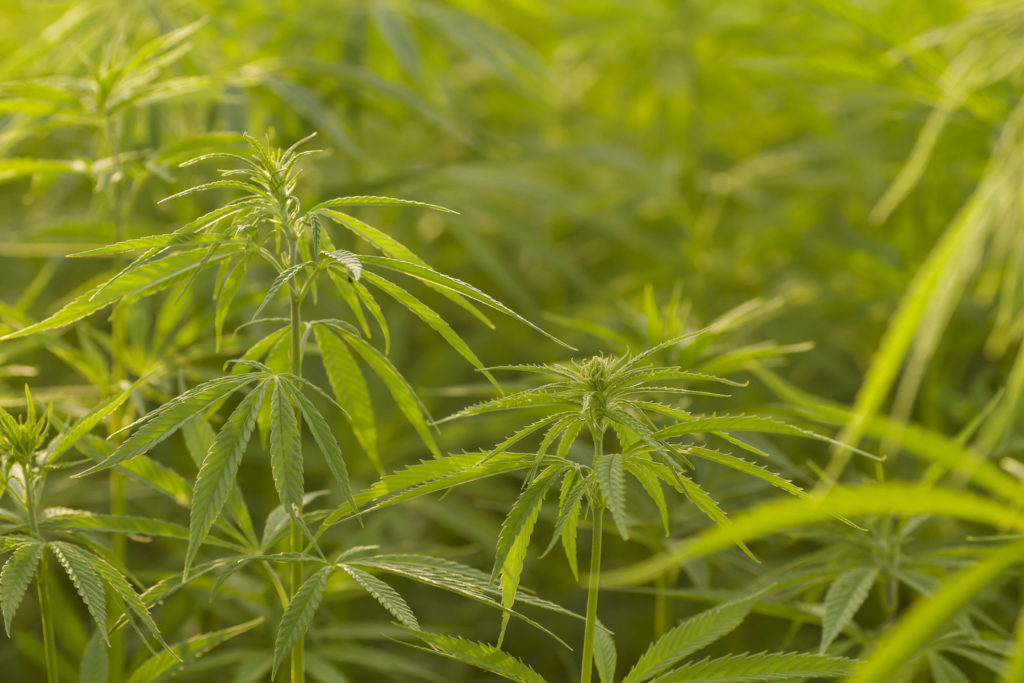 A field of hemp plants