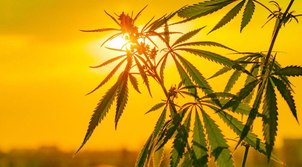 Planta de cannabis contra la puesta de sol en el fondo.