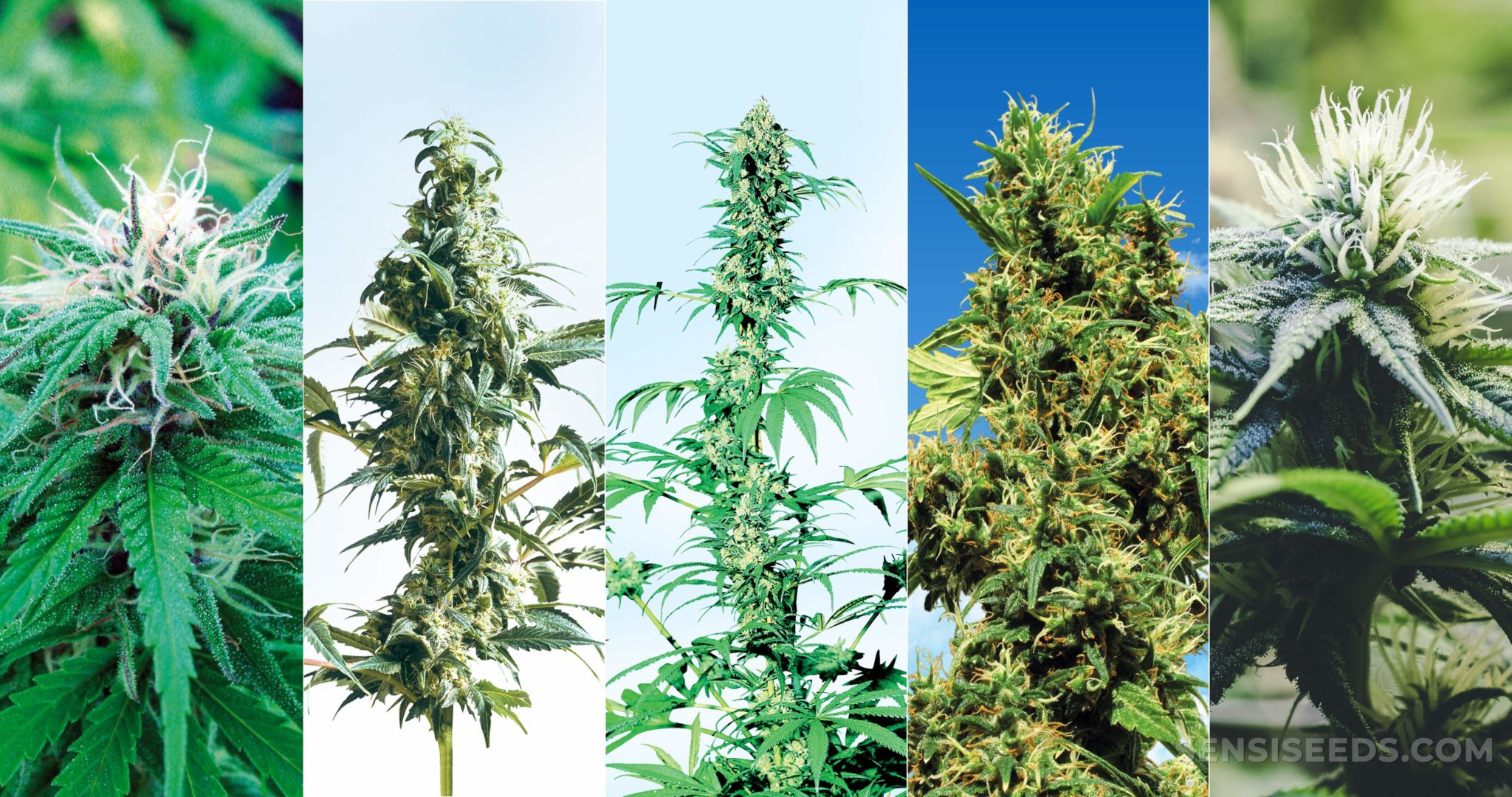 How to Choose the Best Outdoor Cannabis Strain Sensi Seeds