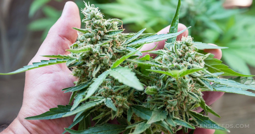 A person holding cannabis plants