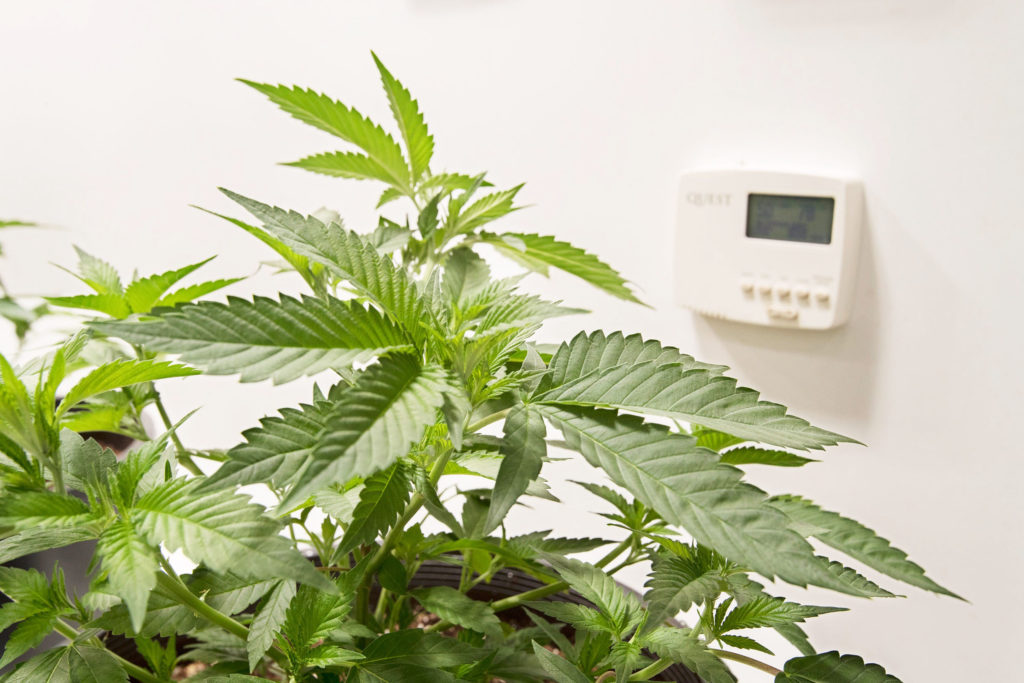 A cannabis plant and a thermostat on the wall in the background