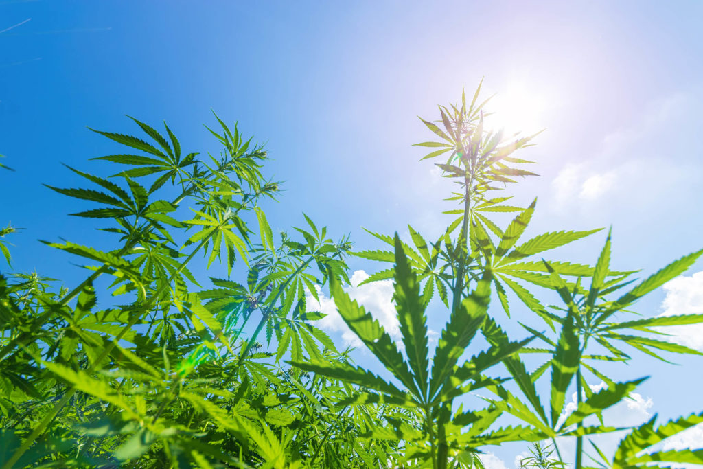 Industrial hemp plants and a blue sky 